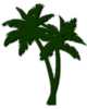 Palm1
